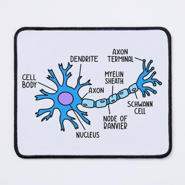 Item preview, Hand Drawn Neuron Diagram designed and sold by SofiaSava01.