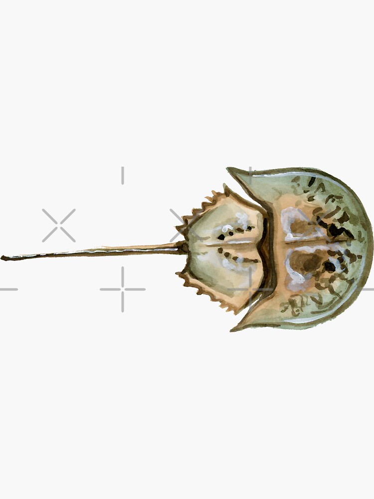"Horseshoe Crab Ink Painting" Sticker for Sale by VivianRosalee Redbubble