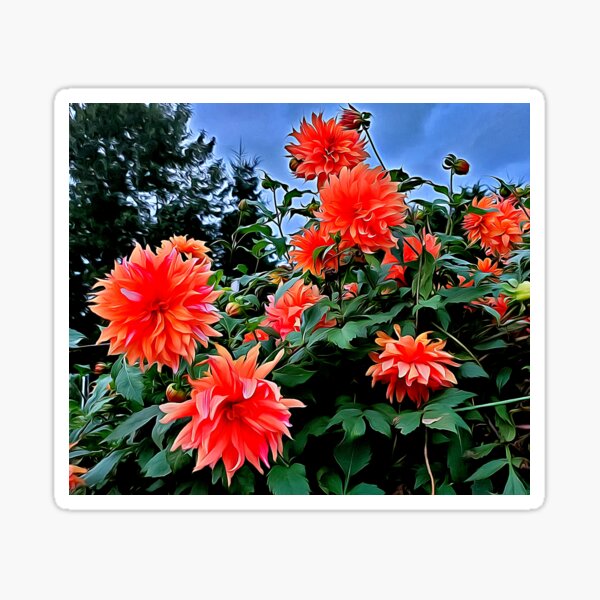 Item preview, Gorgeous Orange Early Fall Dahlias designed and sold by SeaChangeDesign.