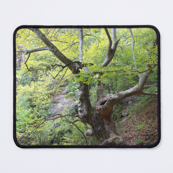 Item preview, Old trees designed and sold by zumi.