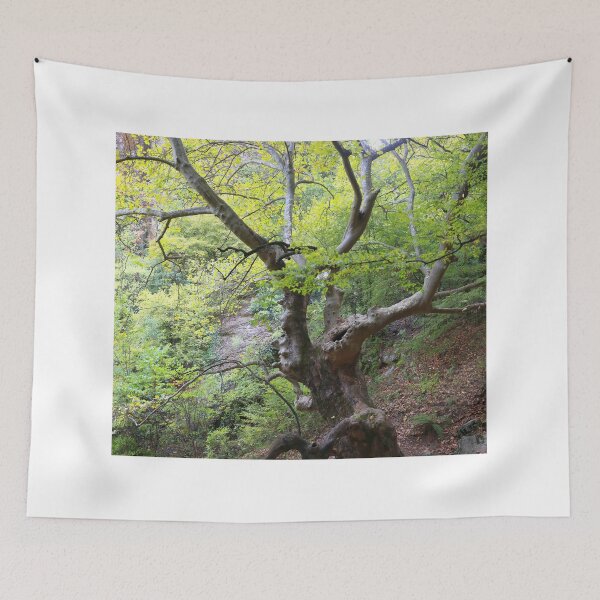 Item preview, Old trees designed and sold by zumi.