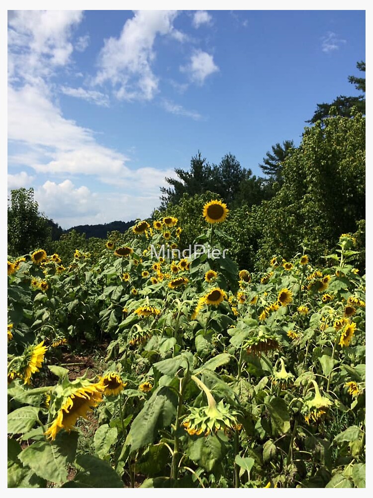 "Sunflower Field in North Carolina" Sticker for Sale by MindPier
