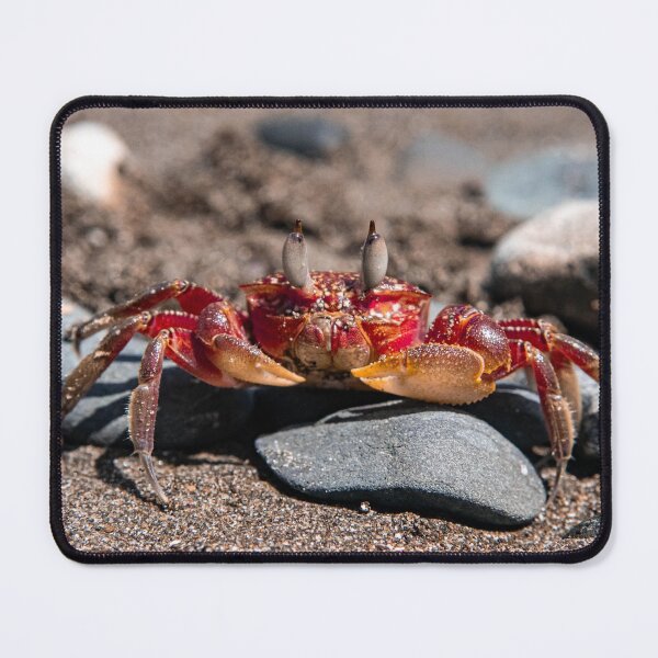 Item preview, Beach Crab designed and sold by phillipmorris.