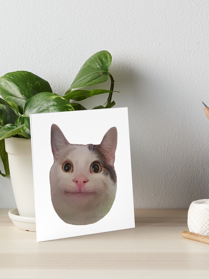 Smiling Beluga Cat Meme Face Photographic Print for Sale by