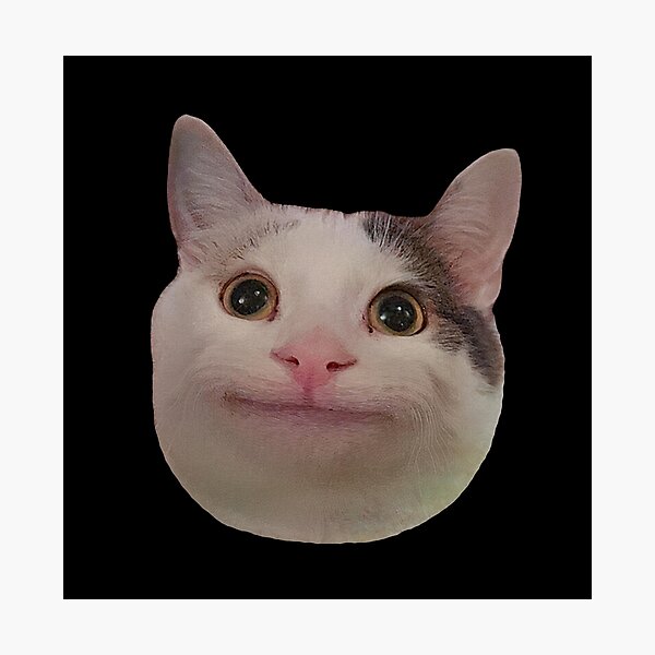 Cat Face Meme Photographic Prints Redbubble