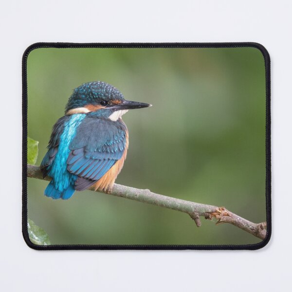 Item preview, Juvenile Kingfishers designed and sold by JackBranscombe.