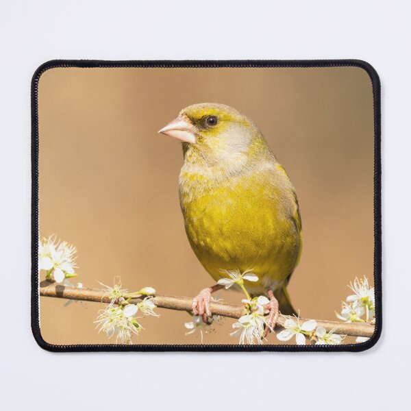 Item preview, A Glorious Greenfinch designed and sold by JackBranscombe.