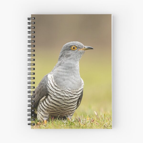 Item preview, Cuckoo designed and sold by JackBranscombe.