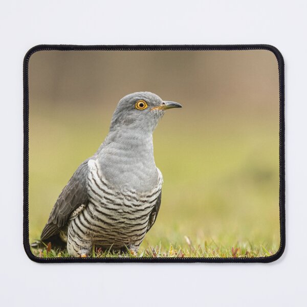 Item preview, Cuckoo designed and sold by JackBranscombe.