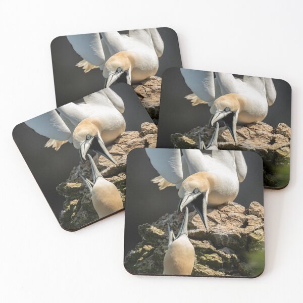 Item preview, Gannets Arguing  designed and sold by JackBranscombe.