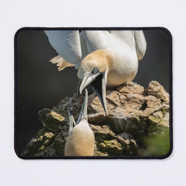 Item preview, Gannets Arguing  designed and sold by JackBranscombe.