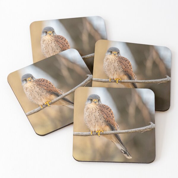 Item preview, Male Kestrel up high designed and sold by JackBranscombe.