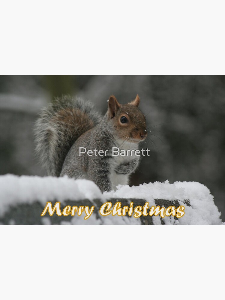 Artwork view, Merry Christmas - Squirrel designed and sold by Peter Barrett