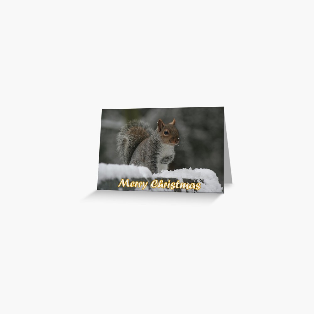 Merry Christmas - Squirrel Greeting Card