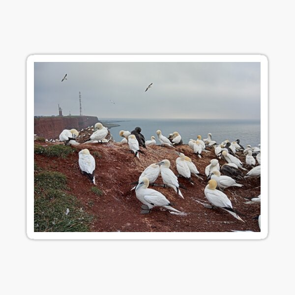 Aperçu de l'œuvre Phare de fou de Bassan de Helgoland créée et vendue par gesa118.
