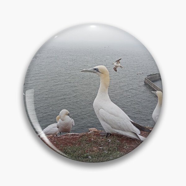 Item preview, Helgoland Lange Anna Northern Gannet designed and sold by gesa118.