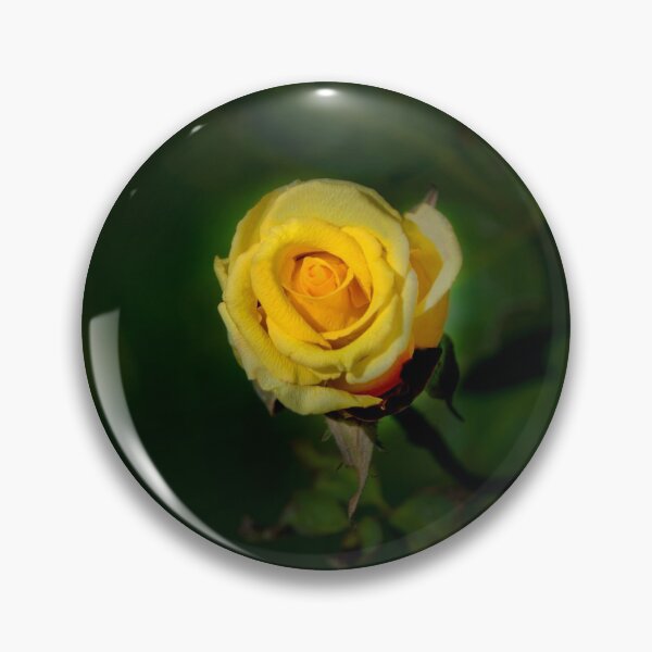 Item preview, A Blooming Peach Rose designed and sold by alabca.