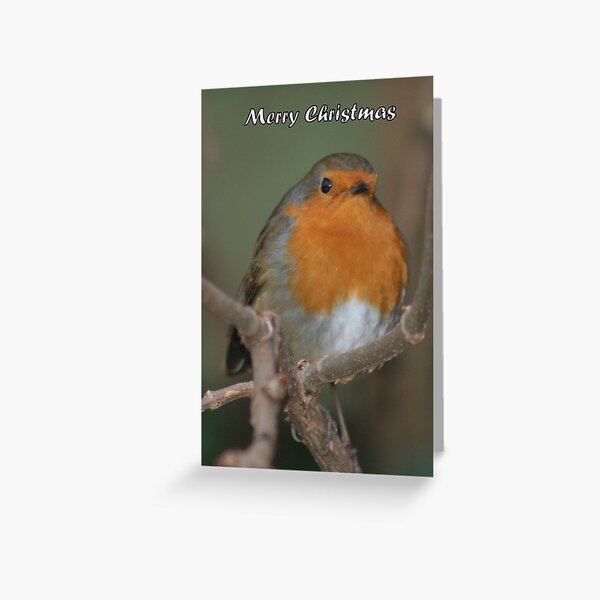 Merry Christmas - Robin 02 Greeting Card