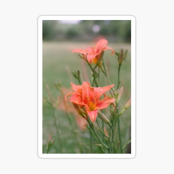 tell me that you love me again - 35mm Sticker
