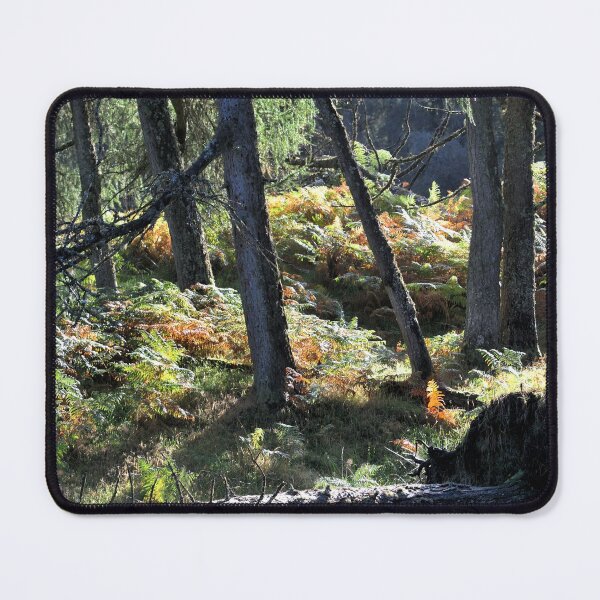 Item preview, Sunlit highland wood near Loch Eck, Scotland designed and sold by Richard Flint.