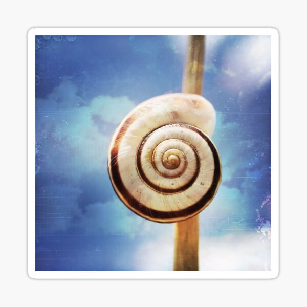 Snail shell Sticker