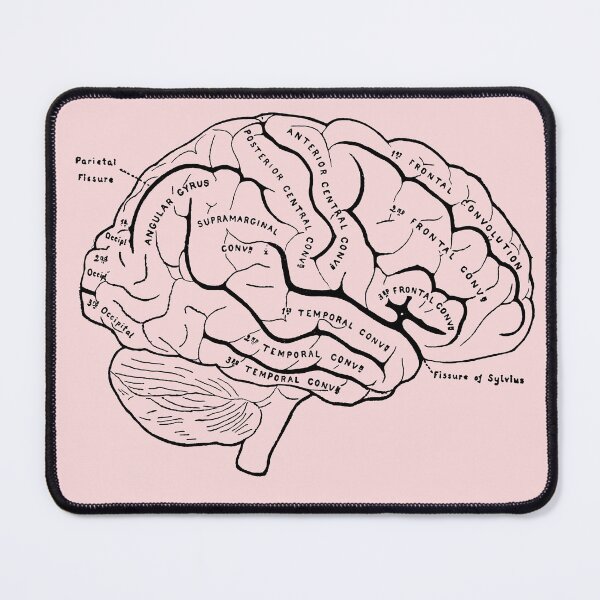 Item preview, Anatomical Brain designed and sold by STEM-women.
