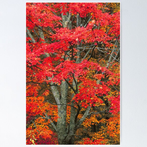 Item preview, MAPLE TREE,AUTUMN designed and sold by Chuck Wickham.