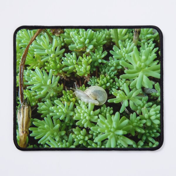 Item preview, Small White Snail on Green Sédum - Funny Science Biology Gift designed and sold by r-silver.