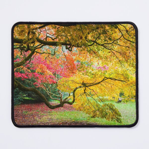 Item preview, Japanese Maples (Acer Palmatum) in Autumn Colours designed and sold by Graham Prentice.