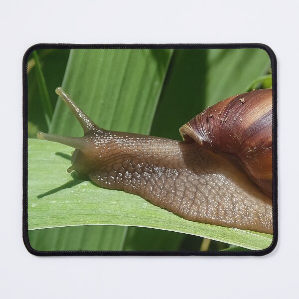Item preview, Large Brown Snail Ahatina on Green Leaf - Funny Science Biology Gift designed and sold by r-silver.