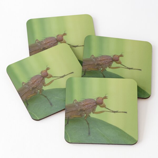 Item preview, Tetanocera ferruginea designed and sold by LaurenTucker.