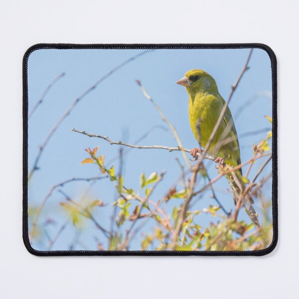 Item preview, Greenfinch designed and sold by LaurenTucker.