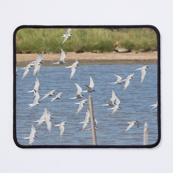 Item preview, Common Tern designed and sold by LaurenTucker.