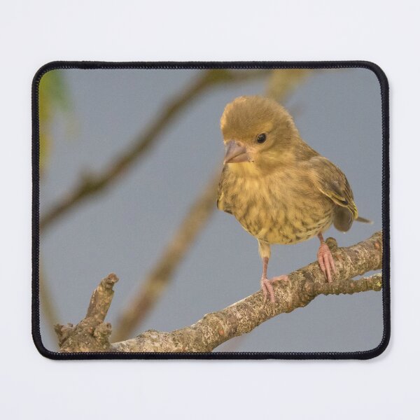 Item preview, Greenfinch designed and sold by LaurenTucker.