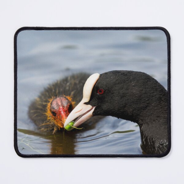 Item preview, British Coot bird feed a pea to its young designed and sold by RumRagephotos.