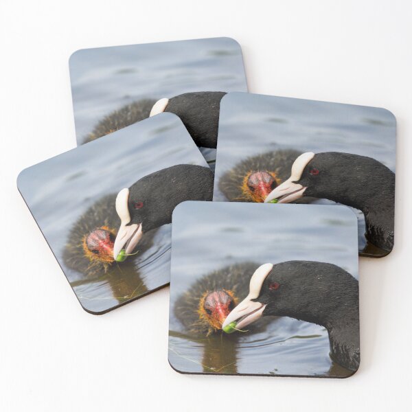 Item preview, British Coot bird feed a pea to its young designed and sold by RumRagephotos.