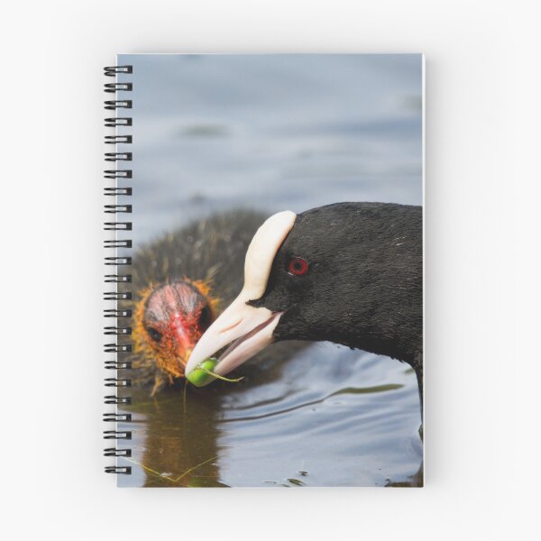 Item preview, British Coot bird feed a pea to its young designed and sold by RumRagephotos.