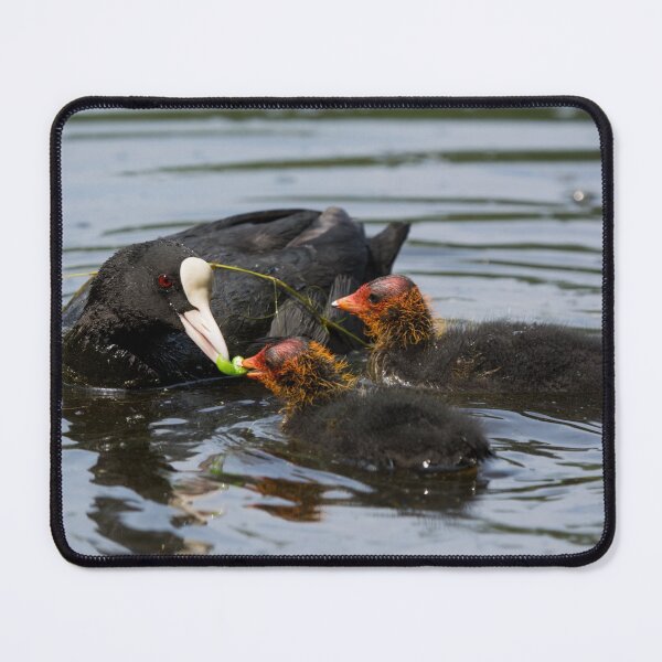 Item preview, A British Coot bird feeds peas to its young designed and sold by RumRagephotos.
