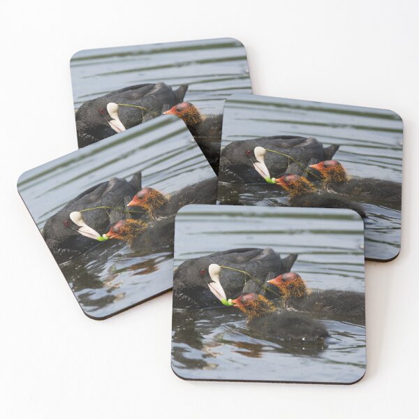 Item preview, A British Coot bird feeds peas to its young designed and sold by RumRagephotos.