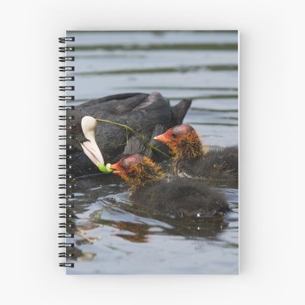 Item preview, A British Coot bird feeds peas to its young designed and sold by RumRagephotos.