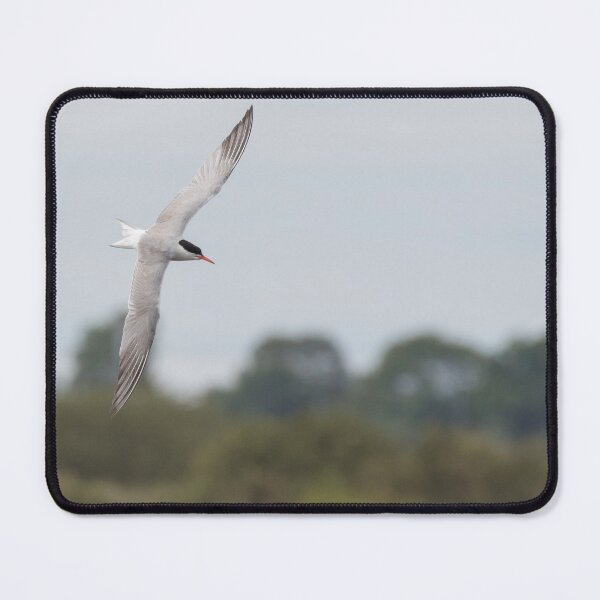 Item preview, Common Tern designed and sold by LaurenTucker.