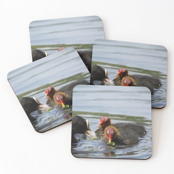 Item preview, British Coot bird feeds peas to its young designed and sold by RumRagephotos.