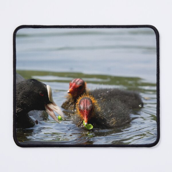 Item preview, British Coot bird feeds peas to its young designed and sold by RumRagephotos.
