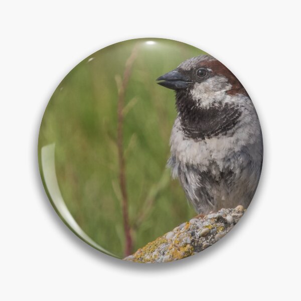 Item preview, House Sparrow designed and sold by LaurenTucker.