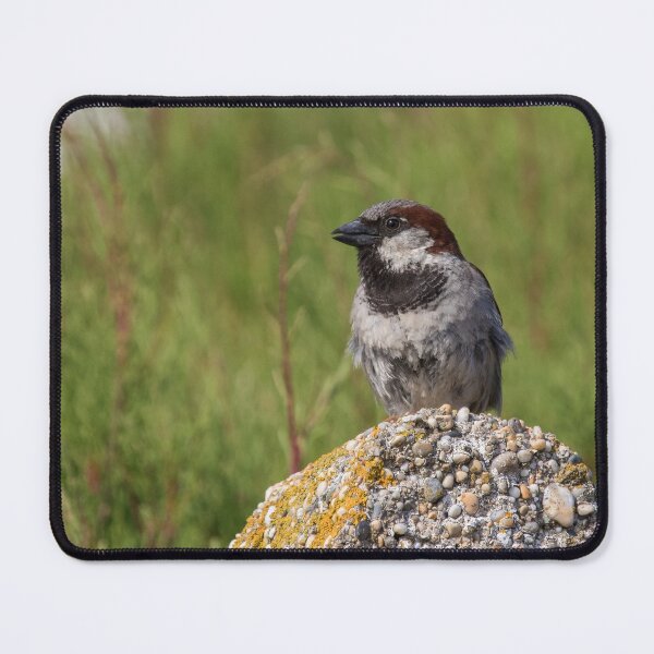 Item preview, House Sparrow designed and sold by LaurenTucker.
