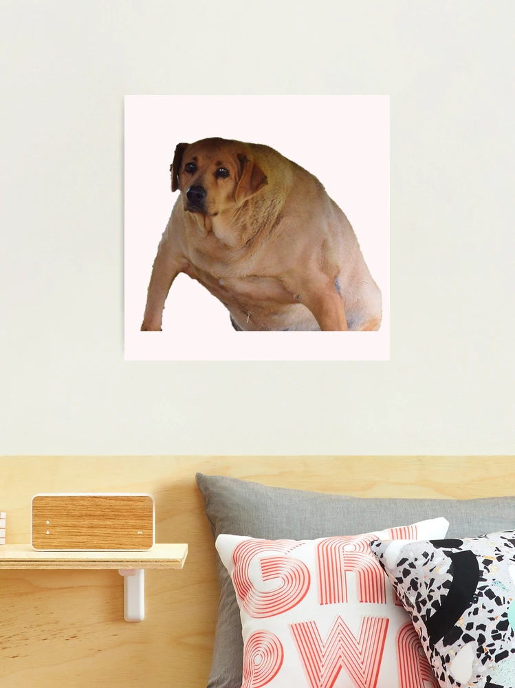 My Dog is a Doomer Meme: Notebook for Adults 9x6 120 Pages