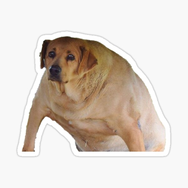 Fat Dog Meme Stickers for Sale | Redbubble