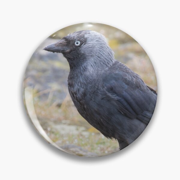Item preview, Jackdaw designed and sold by LaurenTucker.