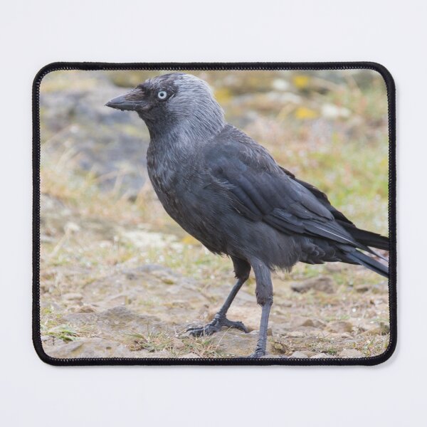 Item preview, Jackdaw designed and sold by LaurenTucker.