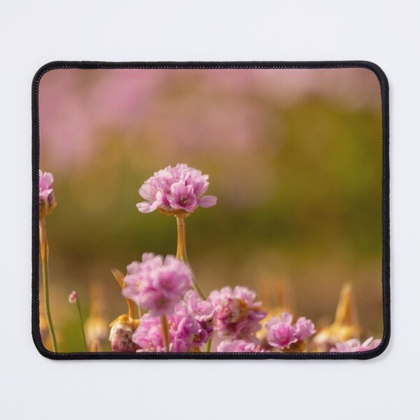 Item preview, Sea Pinks on Chesil Beach designed and sold by Jill Bramley.